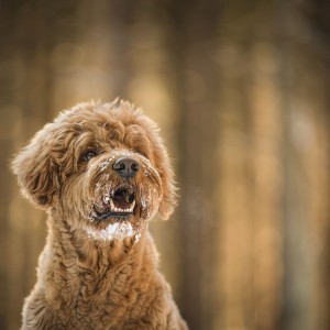 Teddy Wintershooting